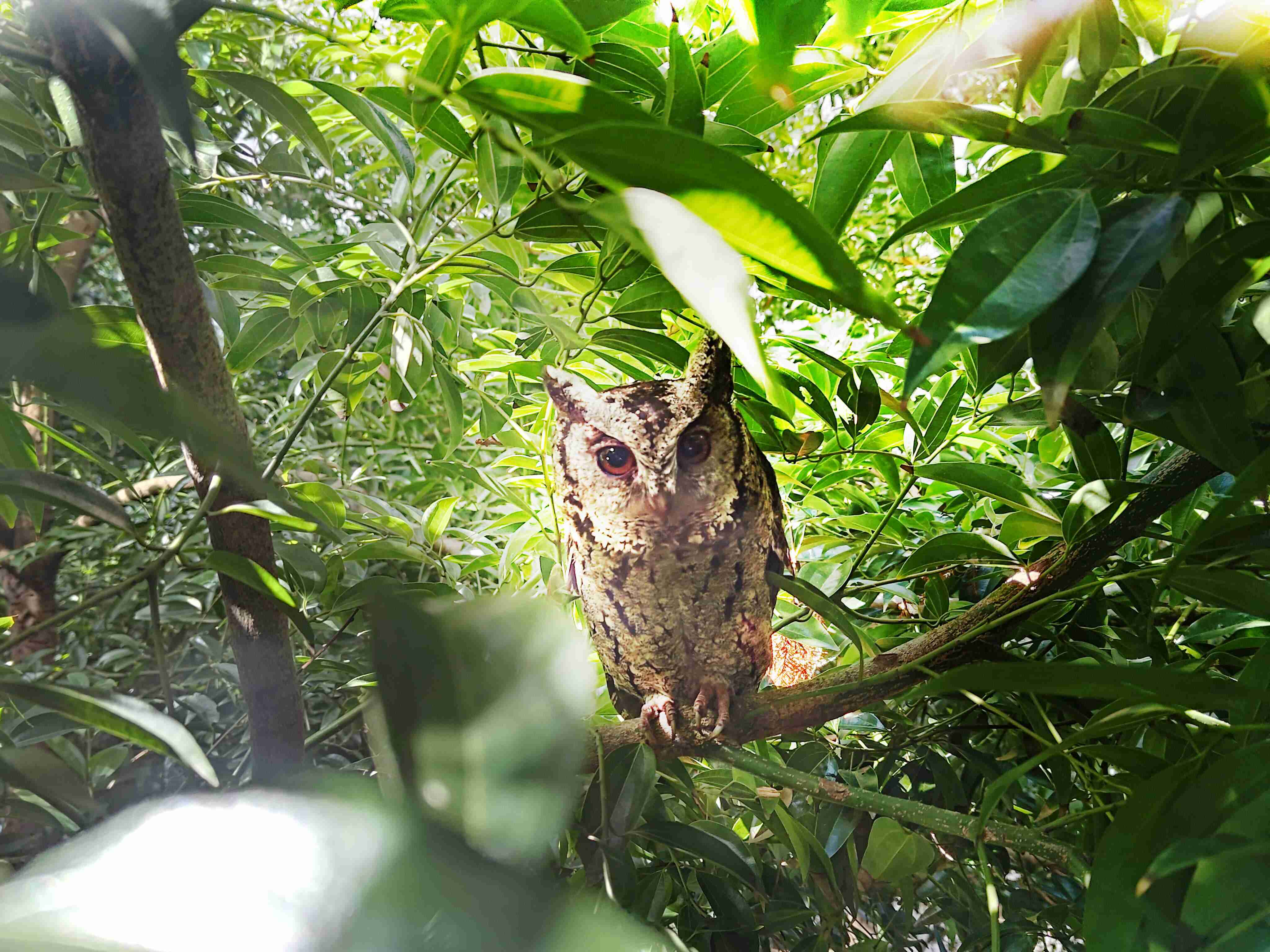 传奇国际致力提倡净零绿生活，，16年以来在全球各厂区植树逾百万棵，，，，造就各厂区树木蔚然成林，，犹如森林工厂，，，成为许多生物的栖息地